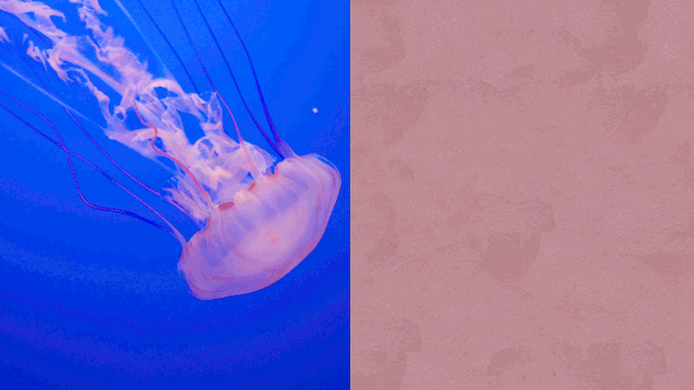 jelly fish / pink粉色水母像是天上下的一团团粉色棉花糖,光线好的