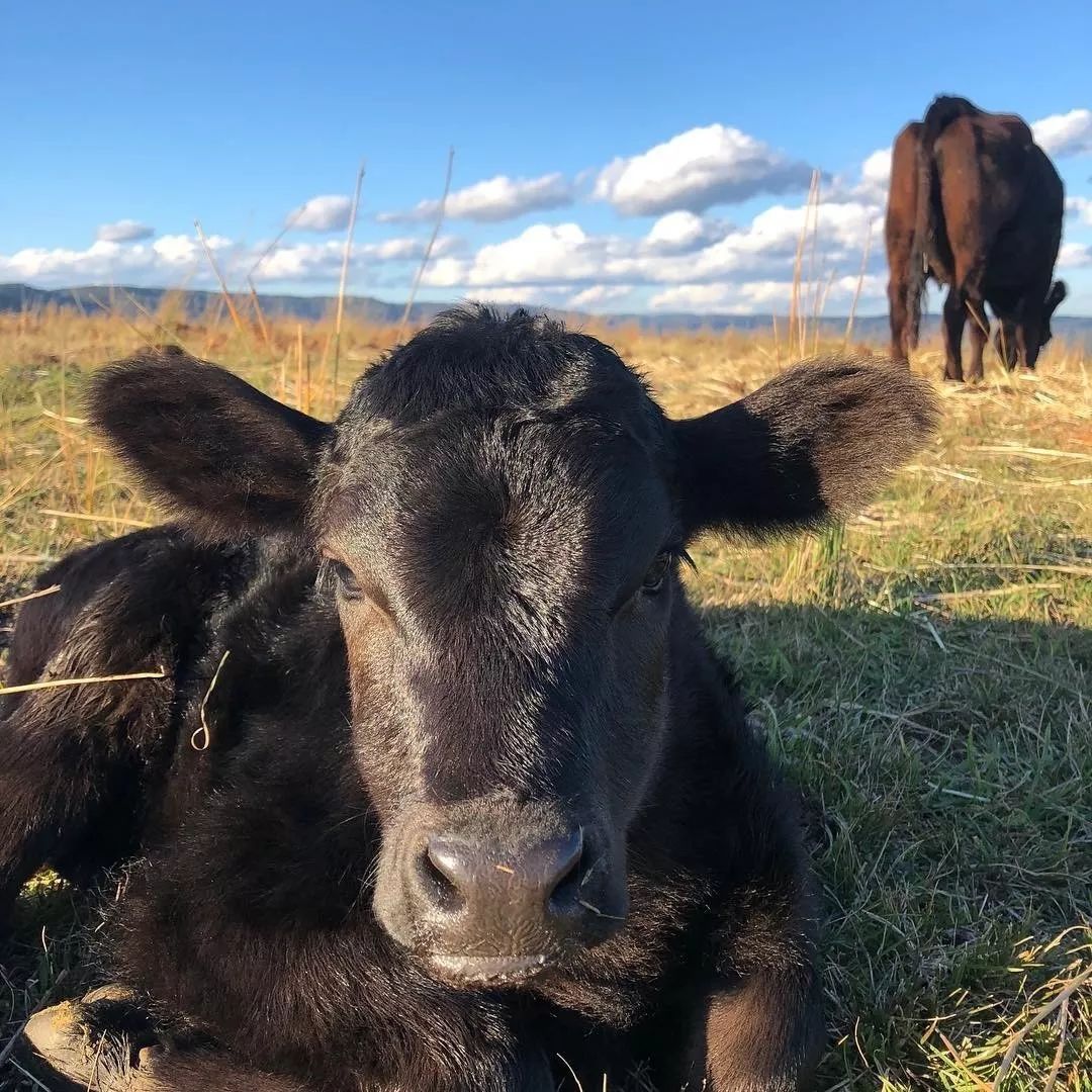 三个帅小伙,两年图奋斗,一个和牛堡,进军长三角!