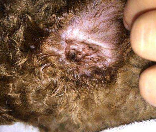 原创比熊外耳道有耳螨虫繁殖分泌