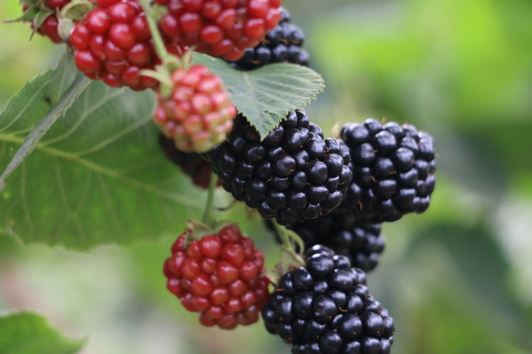 有一种迷恋,叫黑莓的营养有一种味道,叫黑莓的酸甜有一种风情,叫黑莓