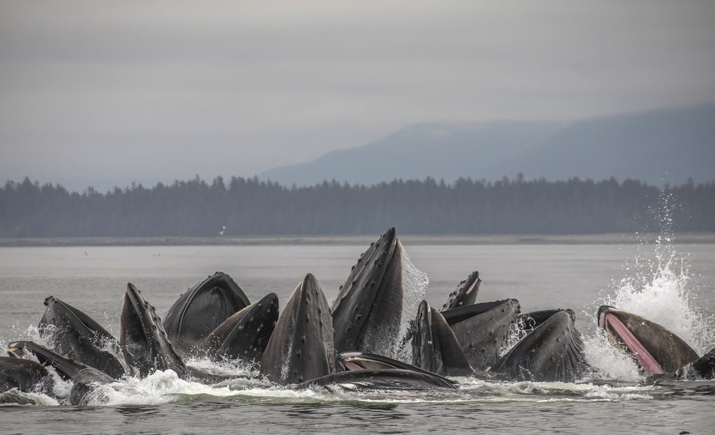 场面震撼!摄影师捕拍座头鲸集体觅食