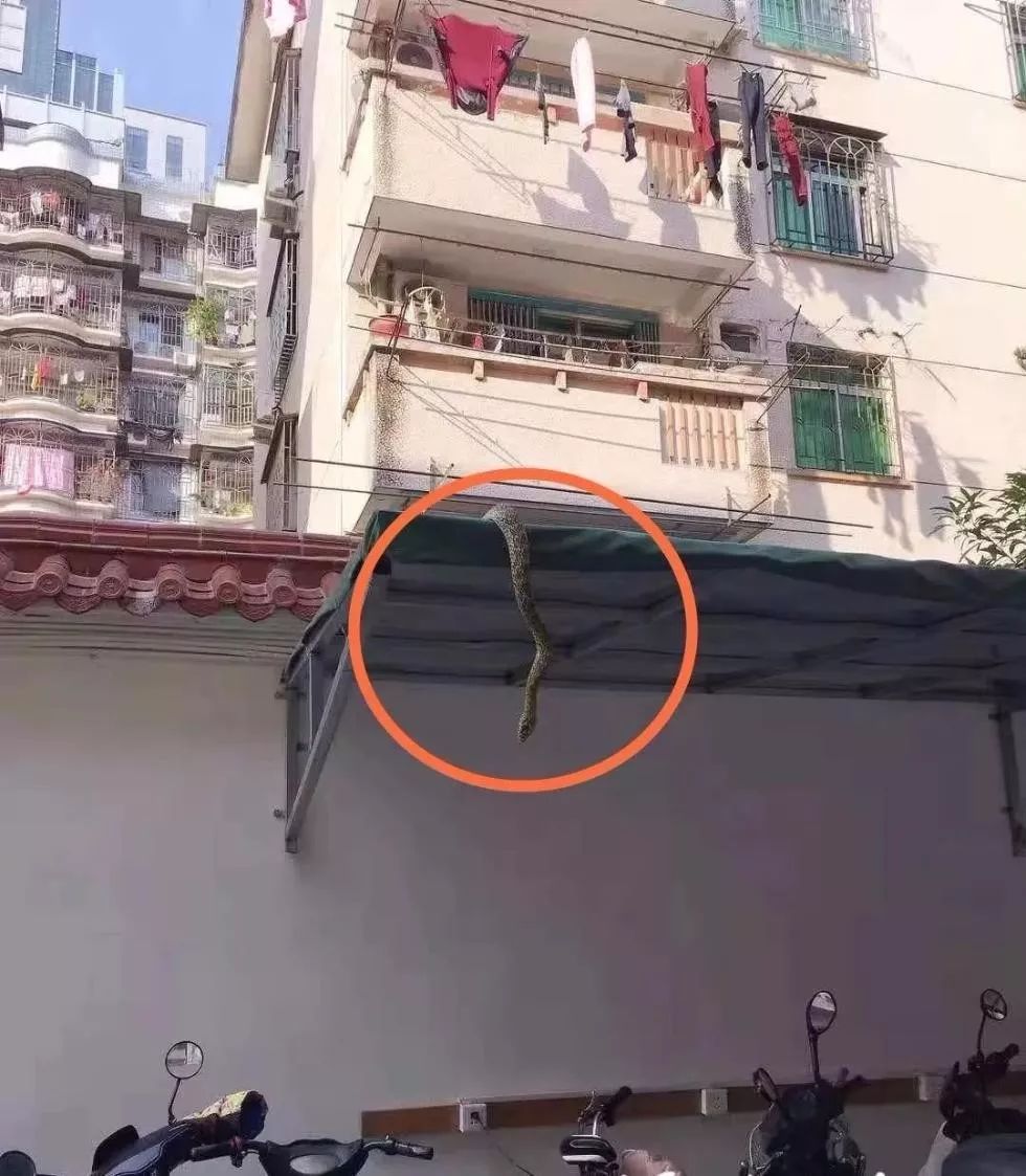 快收藏这些自救方法_毒蛇