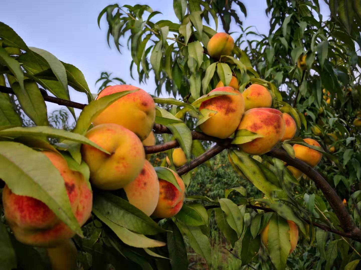 彭泽东升黄桃熟了刚采摘下来的黄桃软的还是硬的好吃