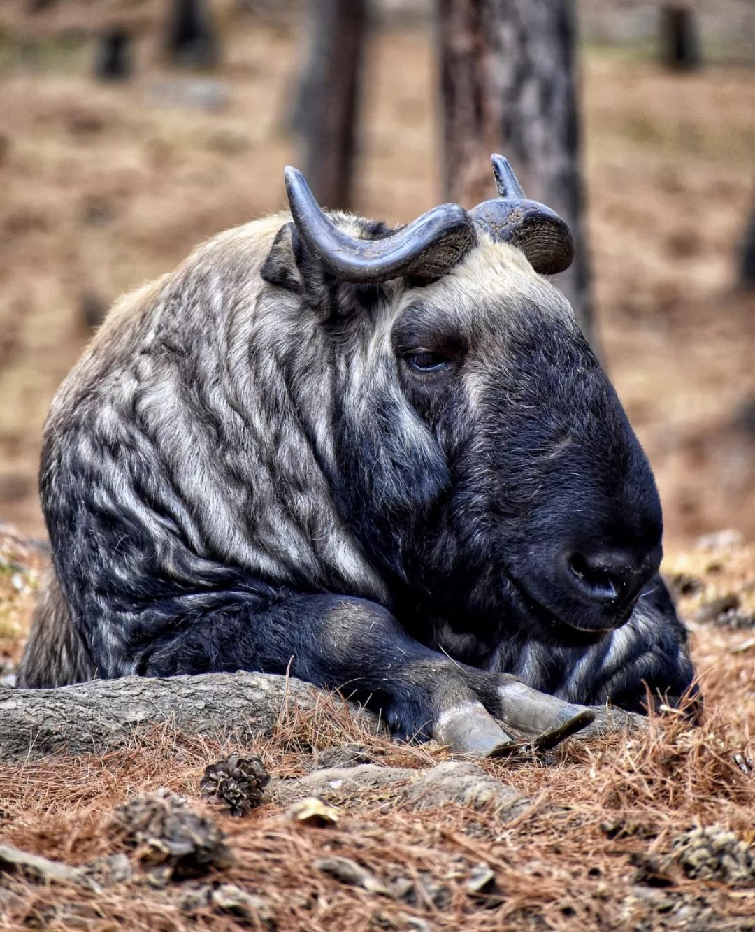 羚牛 (pakin,不丹语称塔金 ) 是不丹国兽,这种羊头牛身的动物是羊和牛