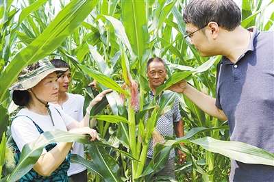 7月22日上午,市委办驻郏县安良镇西安良村扶贫工作队邀请专家察看玉米