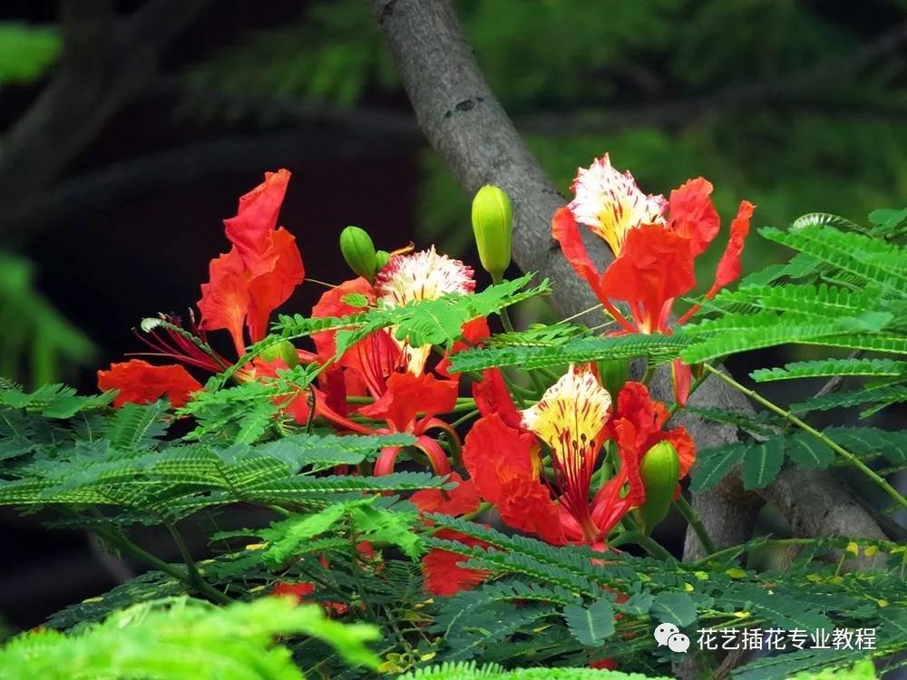 花材小知识凤凰花的花语及文化