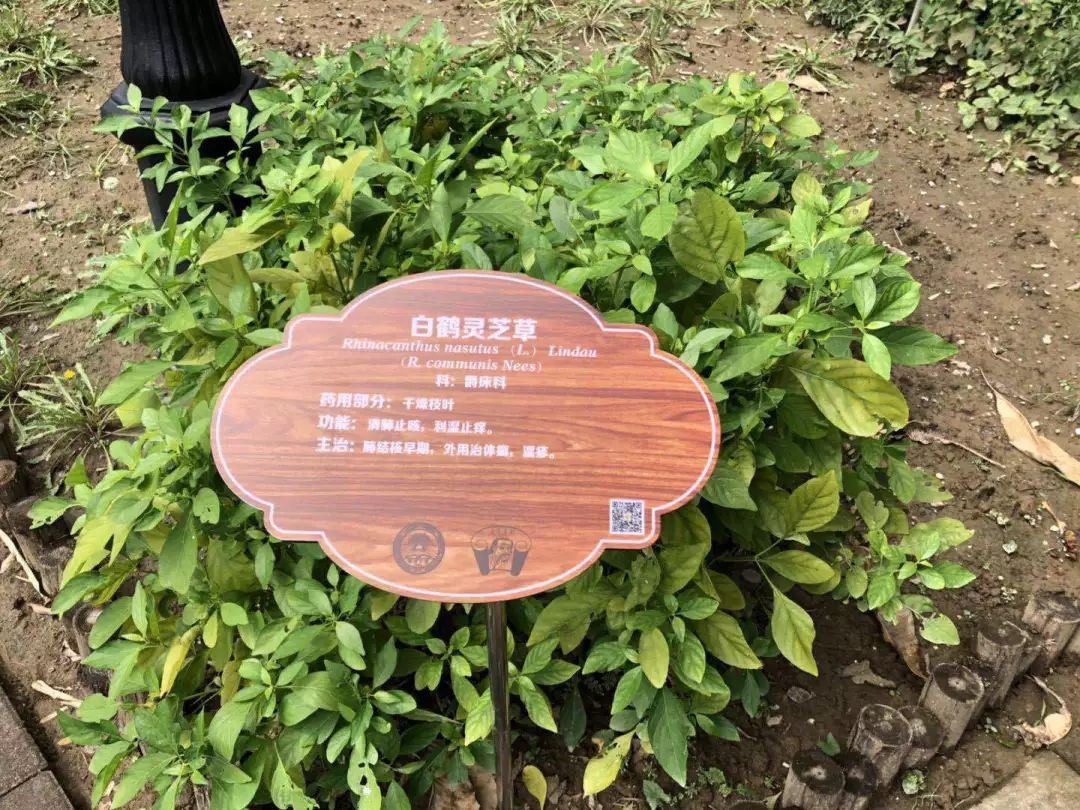 神农草堂指导制作的药用植物说明牌
