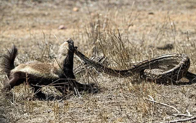 原创世界上最大胆的动物斗狮子战猎豹甚至把眼镜蛇当零食吃