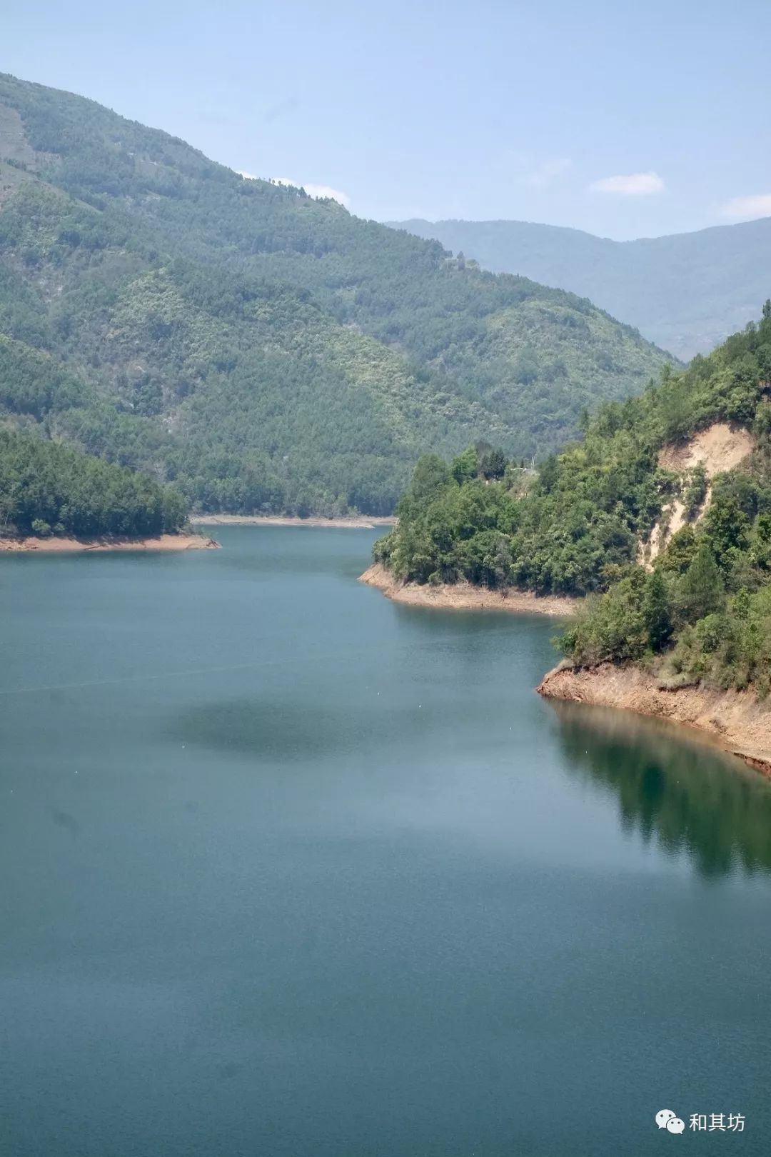 普洱茶山记五之勐库冰岛母树