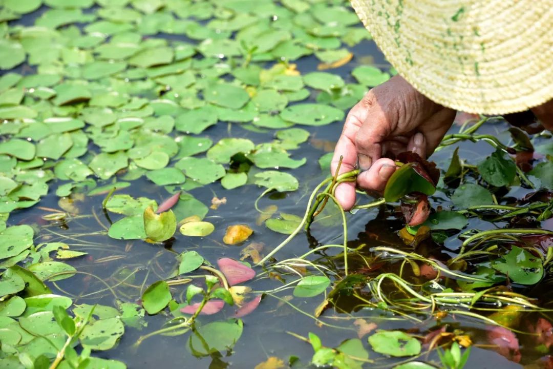 西湖莼菜的历史很悠久.