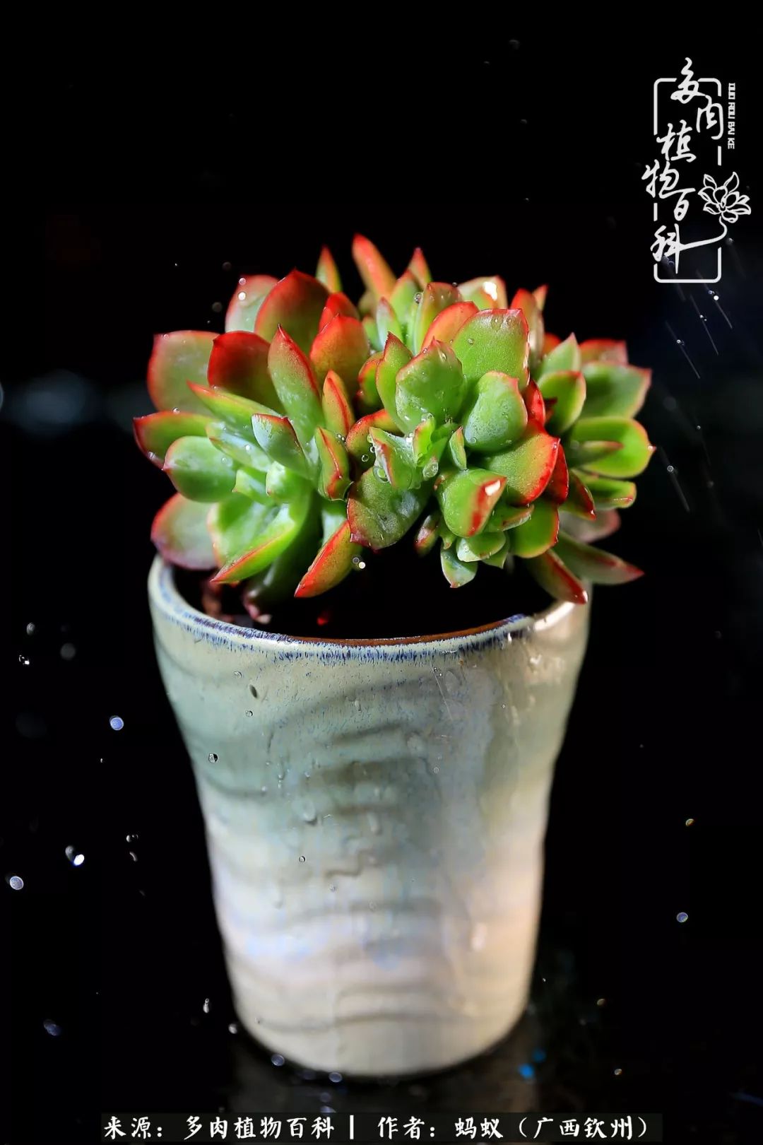 我是个摄影师我眼里的多肉是这样的