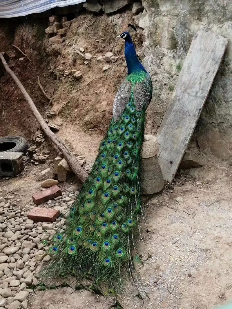 亭楼倚林鸟语花香,环境雅致其林木苍翠,遮天蔽日福缘山庄位于曲靖至