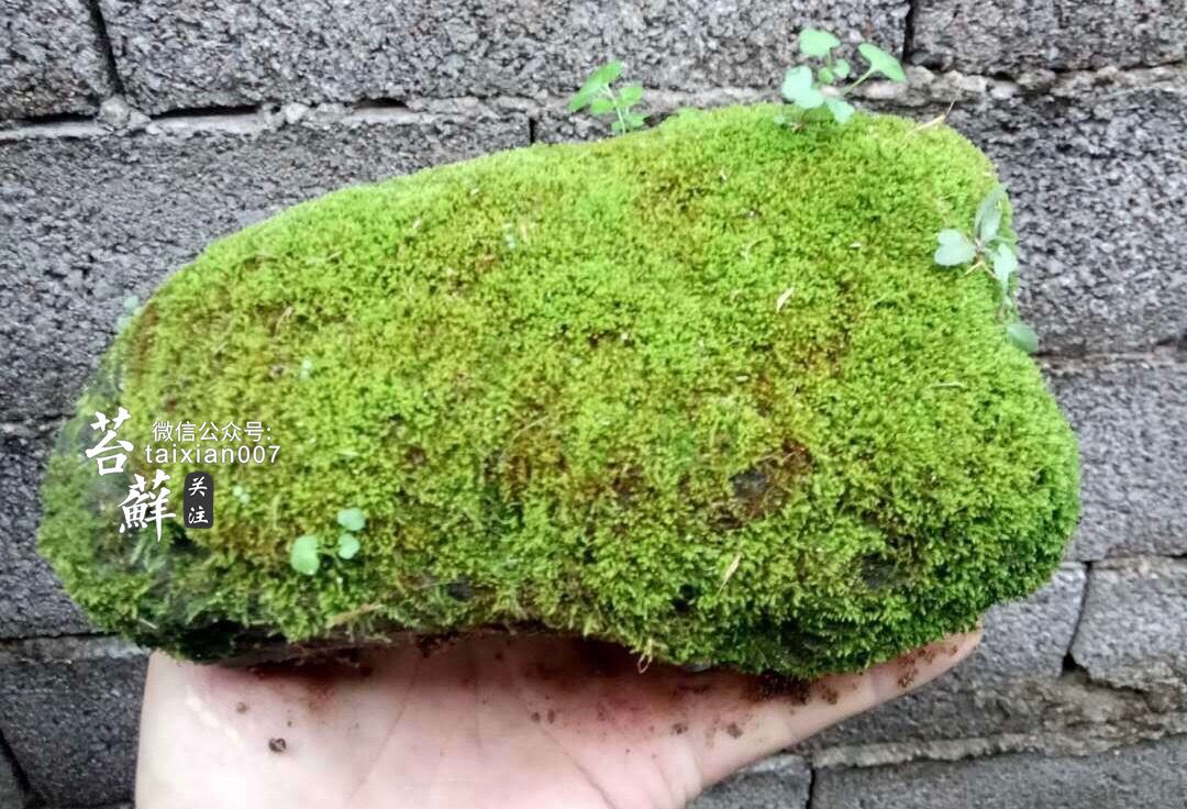 當青苔遇上石頭