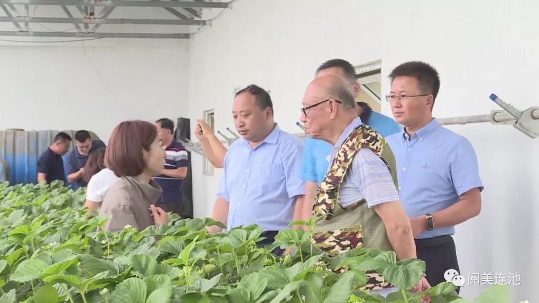 调研期间,盖钧镒院士一行还来到了润田草莓基地,查看了草莓长势,了解