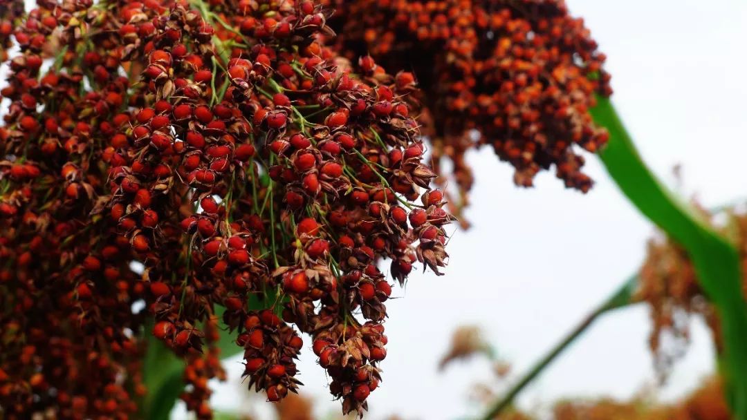 红高粱带来"绿发展"|| 酒是高粱写的诗