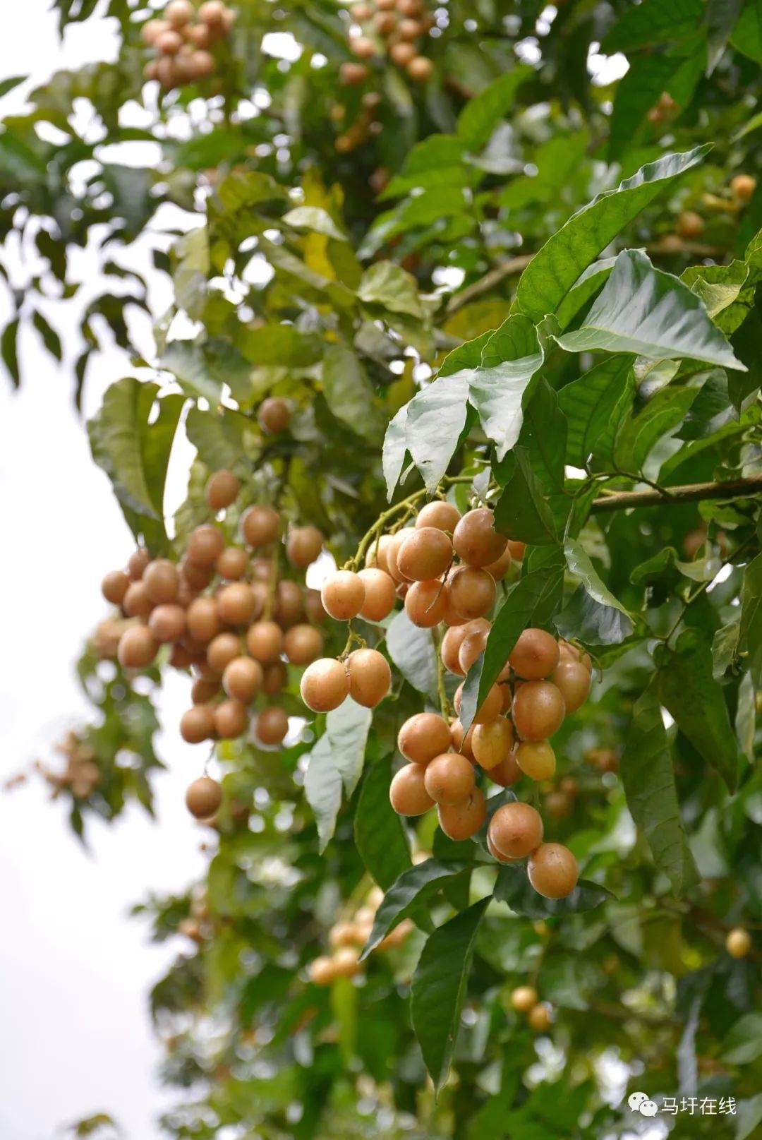 小时,姑父家的后院里高高矮矮种了不下十棵黄皮果树.
