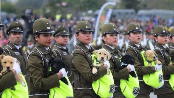 在智利的一次閱兵儀式中,警犬們穿著統一的軍裝也亮相了,儘管被萬人