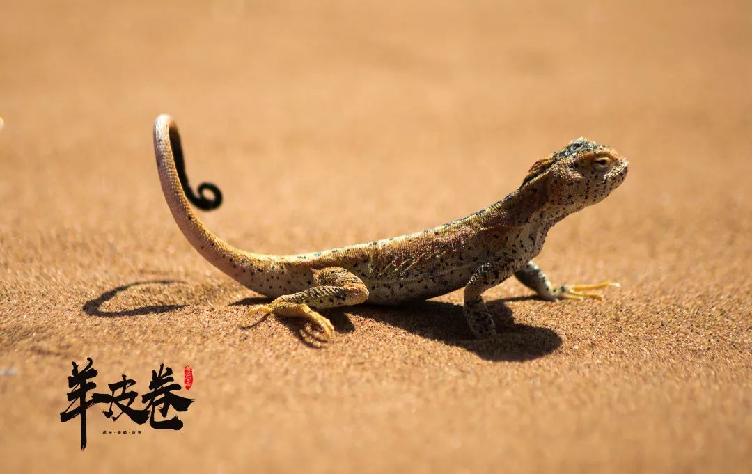 羊皮卷"魔法宝藏"-爱是一场渐行渐远的修行