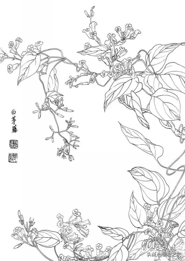 白描花卉写生范本百花谱