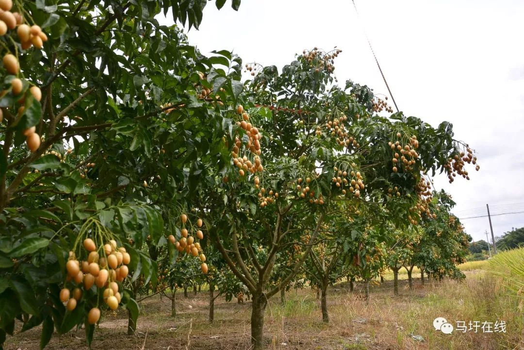 德庆大叔种鸡心黄皮大丰收卖到近10元斤好多老乡来取经