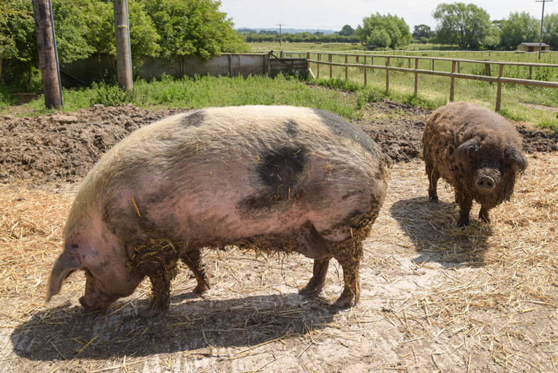 英国绵羊猪与"女友"一起生活