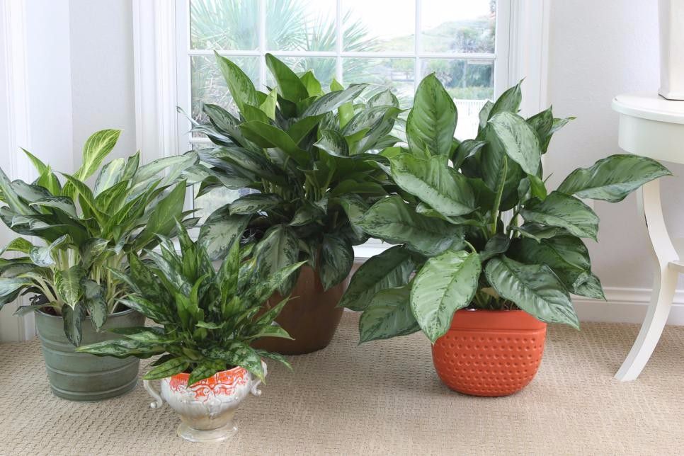 原创在北方的室内也能养好的几种热带观叶植物让家里有热带的风情
