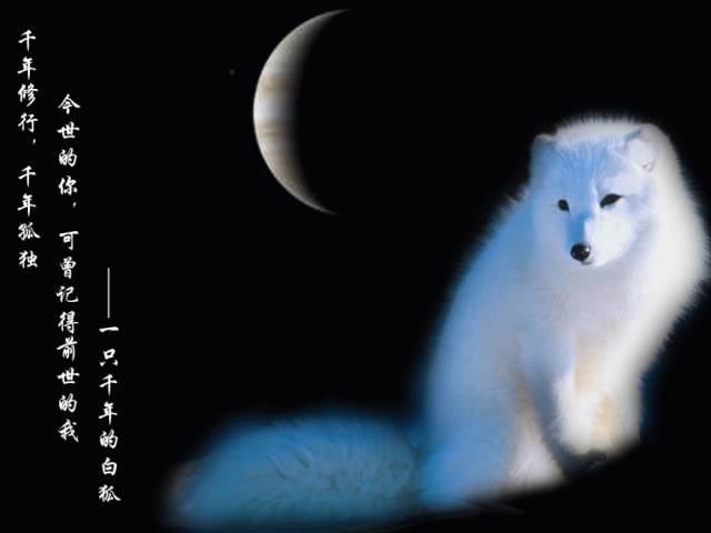 30萨克斯白狐听到心碎百听不厌