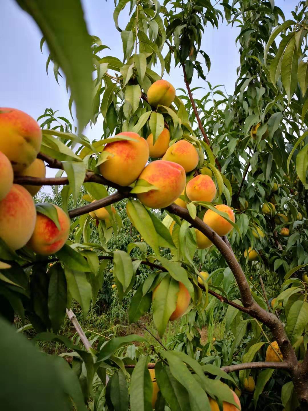 彭泽东升黄桃熟了刚采摘下来的黄桃软的还是硬的好吃