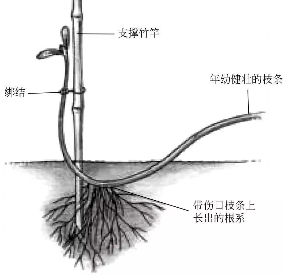 有一种繁殖法是万能的它叫压条繁殖法五种方式可供你选择