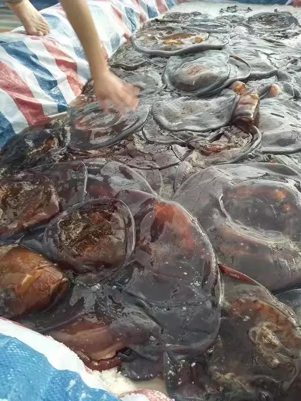 不少渔船出海捕捞海蜇,现在,▲数量之多,整桶,整船,整车都装不下共计