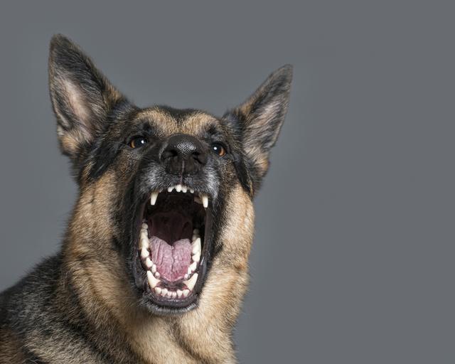 原创狗狗吠叫不停噪声扰民四种方法让狗狗变乖变安静