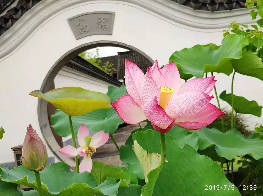 映日荷花别样红镇海这些赏荷好去处正在向你发出邀请