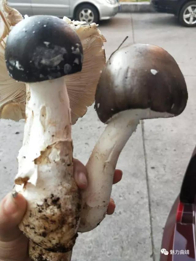 2017年7月,曲靖刘女士从宣威驾车回曲靖,珠江源风景区路边买到假鸡枞