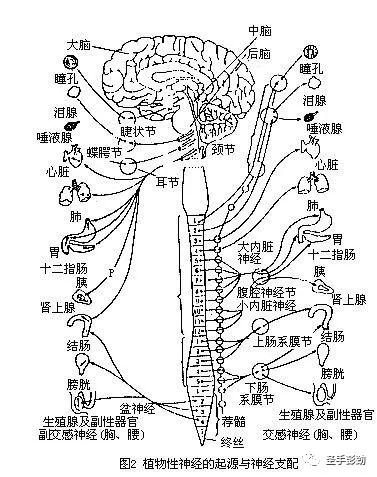 中樞神經系統是人體的信息收集中心和指揮中心,是神經系統的主要部分