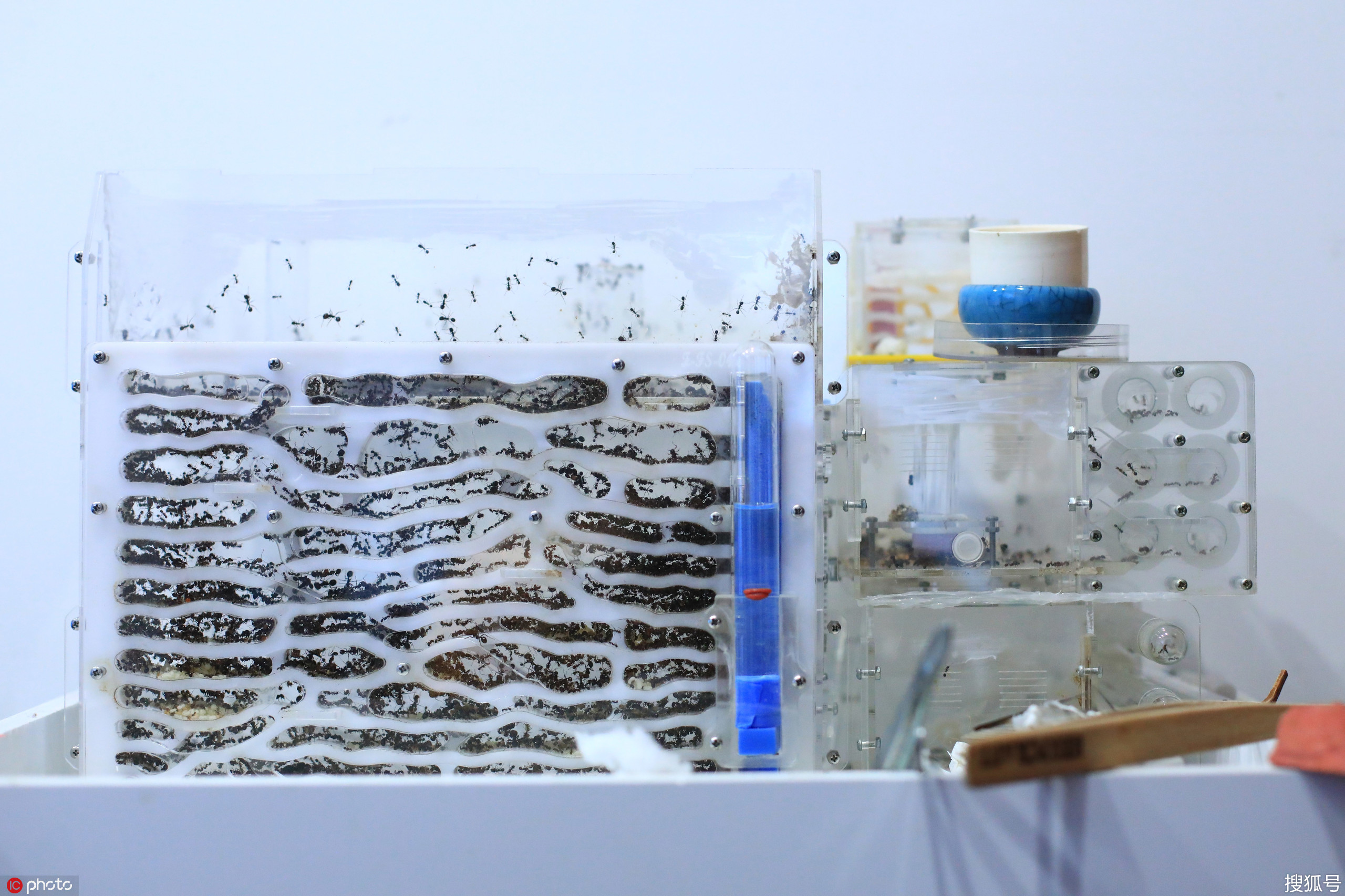 学霸3年养8000只蚂蚁:每天观察半小时学习更有劲