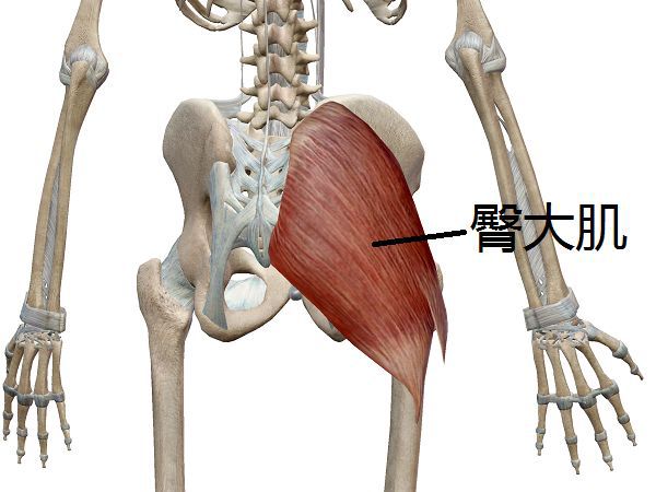 臀大肌解剖图片