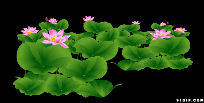 今日大暑送一首荷塘月色送给牵挂的你祝你清凉一夏