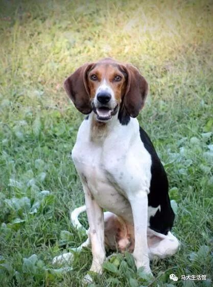 在美国西维吉尼亚州,有一只名叫罗格的狗狗,它平时非常活泼,很喜欢