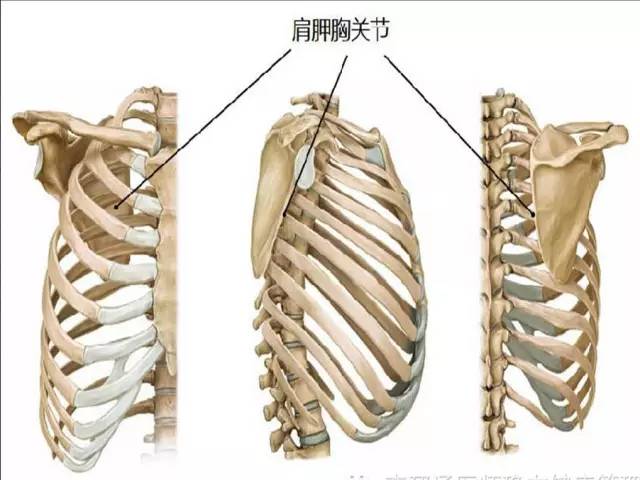 肩胛胸壁关节图解图片