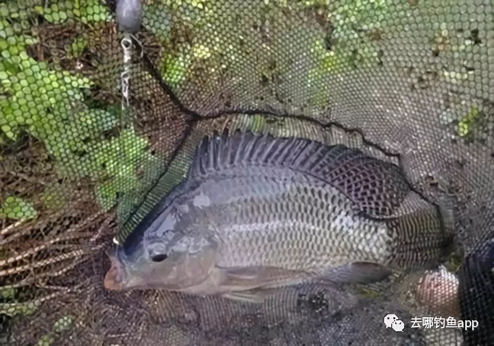 夏季野钓罗非鱼的4大技巧_钓友