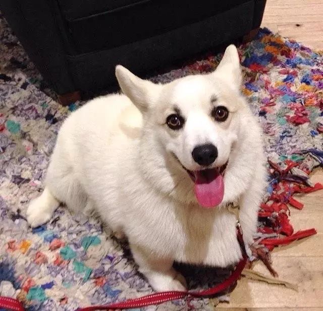 今天就带大家看下这只柯基犬中的白色小帅哥!