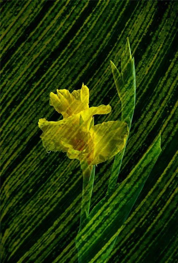 拍摄自己镜头下的事物,应该是每个摄影家追求的主题,石广智的摄影作品