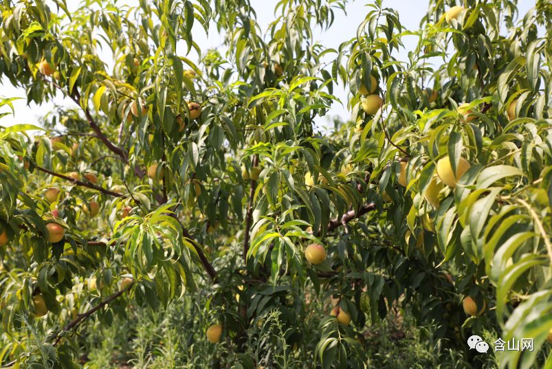 那黄灿灿,沉甸甸的果实漫山遍野的黄桃树挂满了果实大童村晓宾果园7月