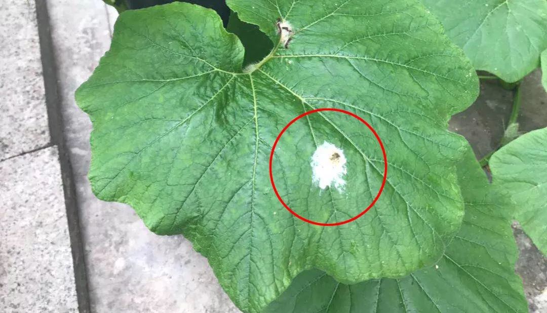 鸟屎为什么多是白色的?