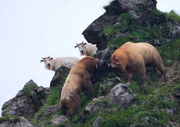 请叫我们「秦岭六宝」!