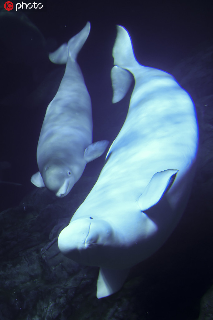 2019年7月24日,珠海长隆海洋王国的三头白鲸宝宝大白,点点和迪迪