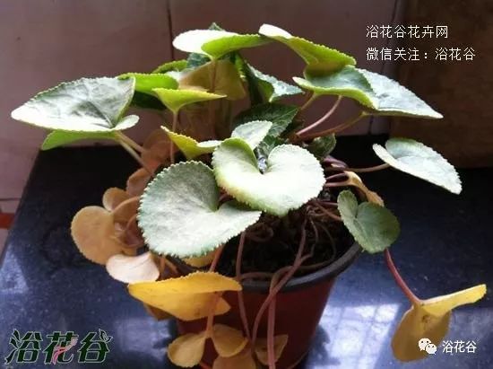 仙客来休眠多长时间45个月休眠期图片全过程