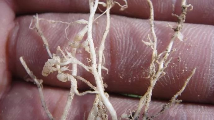 西红柿根结线虫病如何防治?氟吡菌酰胺灌根效果很好!