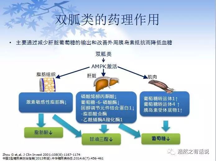 二甲双胍减肥靠谱