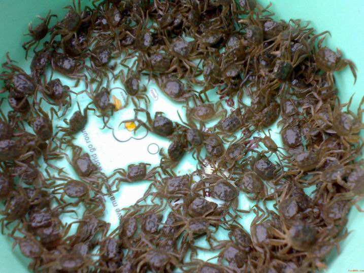 大闸蟹的一生十七幼蟹